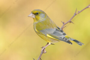 Foto di Verdone (Chloris chloris)