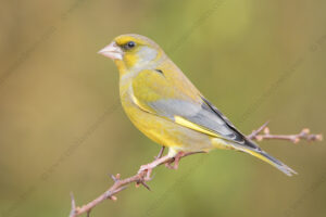 Foto di Verdone (Chloris chloris)