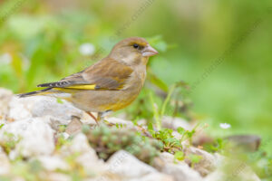 Foto di Verdone (Chloris chloris)