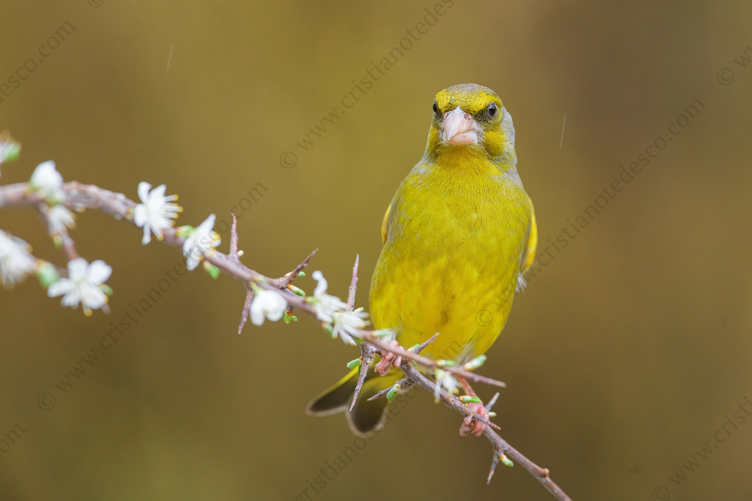 Foto di Verdone (Chloris chloris)