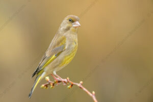 Foto di Verdone (Chloris chloris)