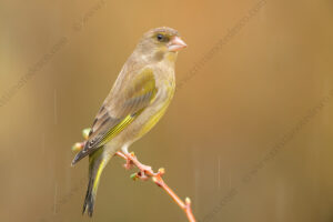 Foto di Verdone (Chloris chloris)