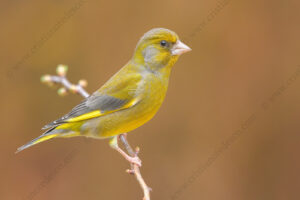 Foto di Verdone (Chloris chloris)