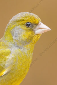 European Greenfinch images (Chloris chloris)