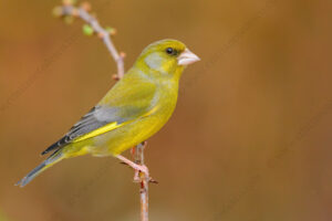 Foto di Verdone (Chloris chloris)