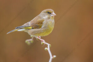 Foto di Verdone (Chloris chloris)