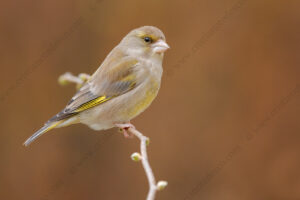 Foto di Verdone (Chloris chloris)