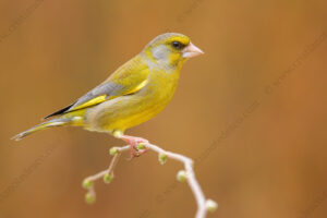 Foto di Verdone (Chloris chloris)