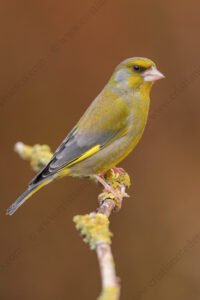 Foto di Verdone (Chloris chloris)