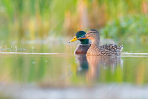 Foto di Germano reale (Anas platyrhynchos)