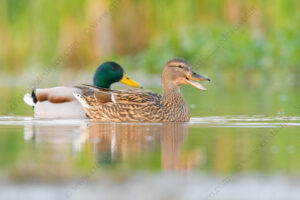 Foto di Germano reale (Anas platyrhynchos)