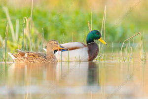 Photos of Mallard (Anas platyrhynchos)