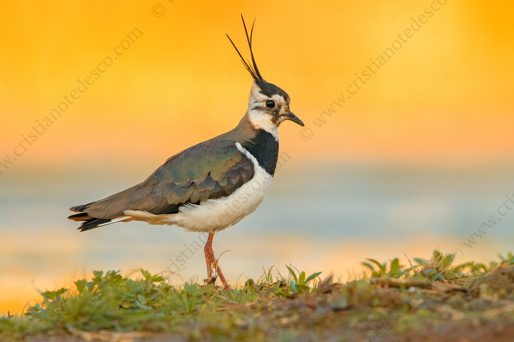 Foto di Pavoncella (Vanellus vanellus)