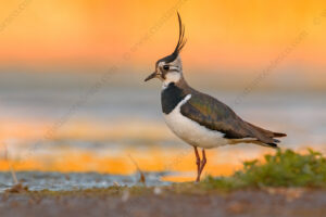 Foto di Pavoncella (Vanellus vanellus)