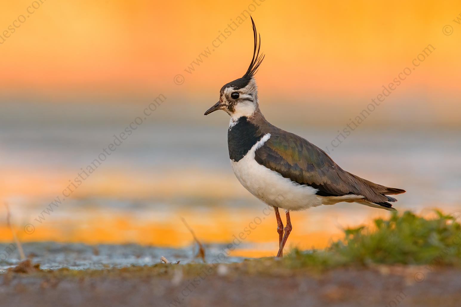 Foto di Pavoncella (Vanellus vanellus)