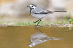 Foto di Ballerina bianca (Motacilla alba)