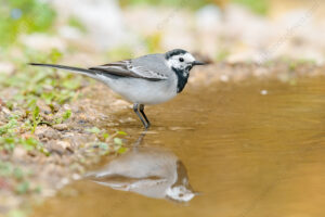 Foto di Ballerina bianca (Motacilla alba)