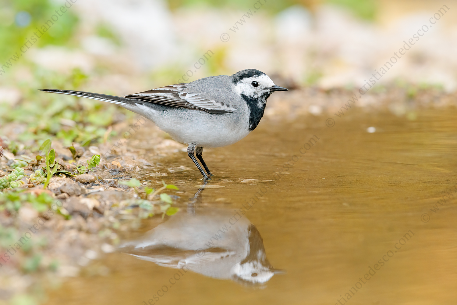 Foto di Ballerina bianca (Motacilla alba)