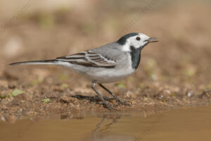 Foto di Ballerina bianca (Motacilla alba)