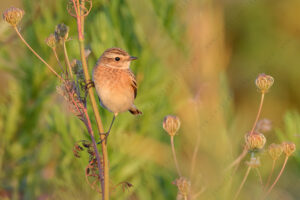 Foto di Stiaccino (Saxicola rubetra)