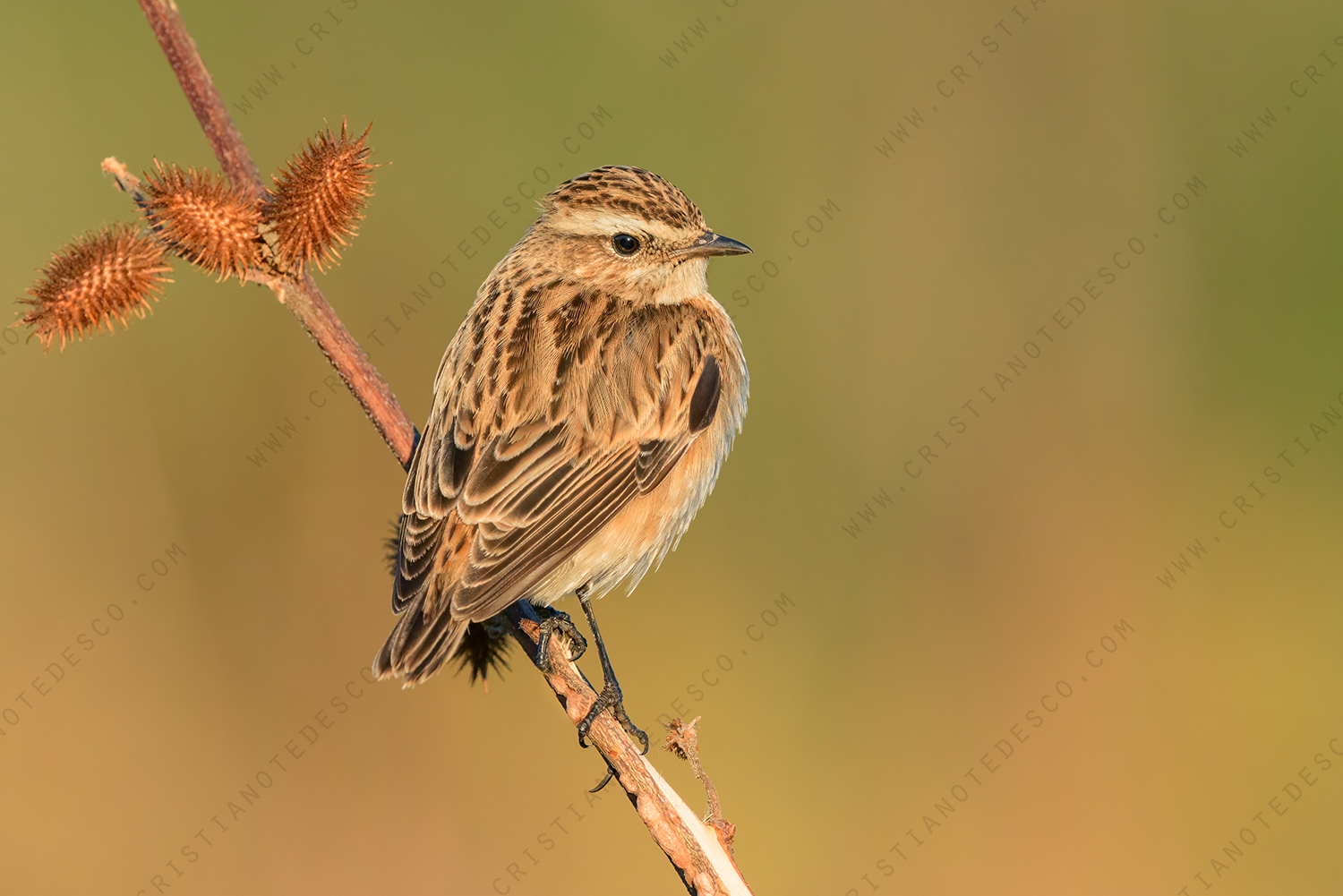 Foto di Stiaccino (Saxicola rubetra)