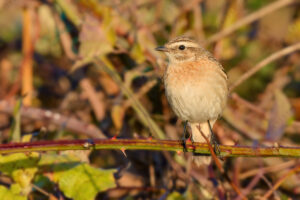 Foto di Stiaccino (Saxicola rubetra)