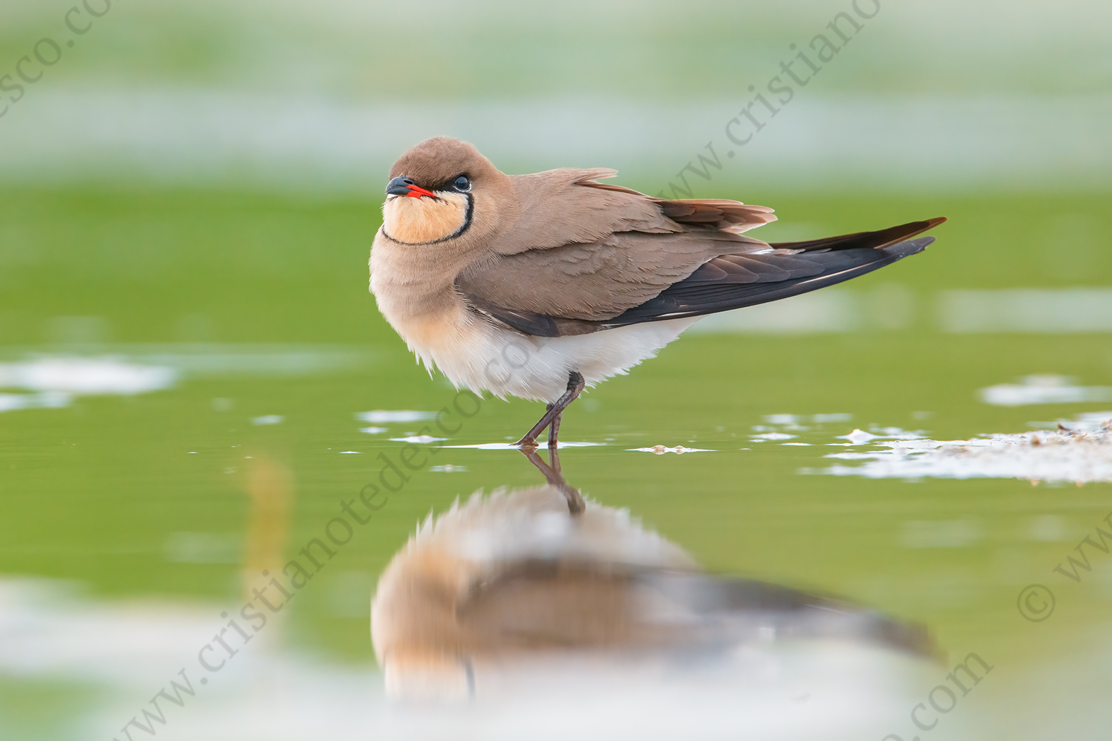 Photos of Collared Pratincole (Glareola pratincola)