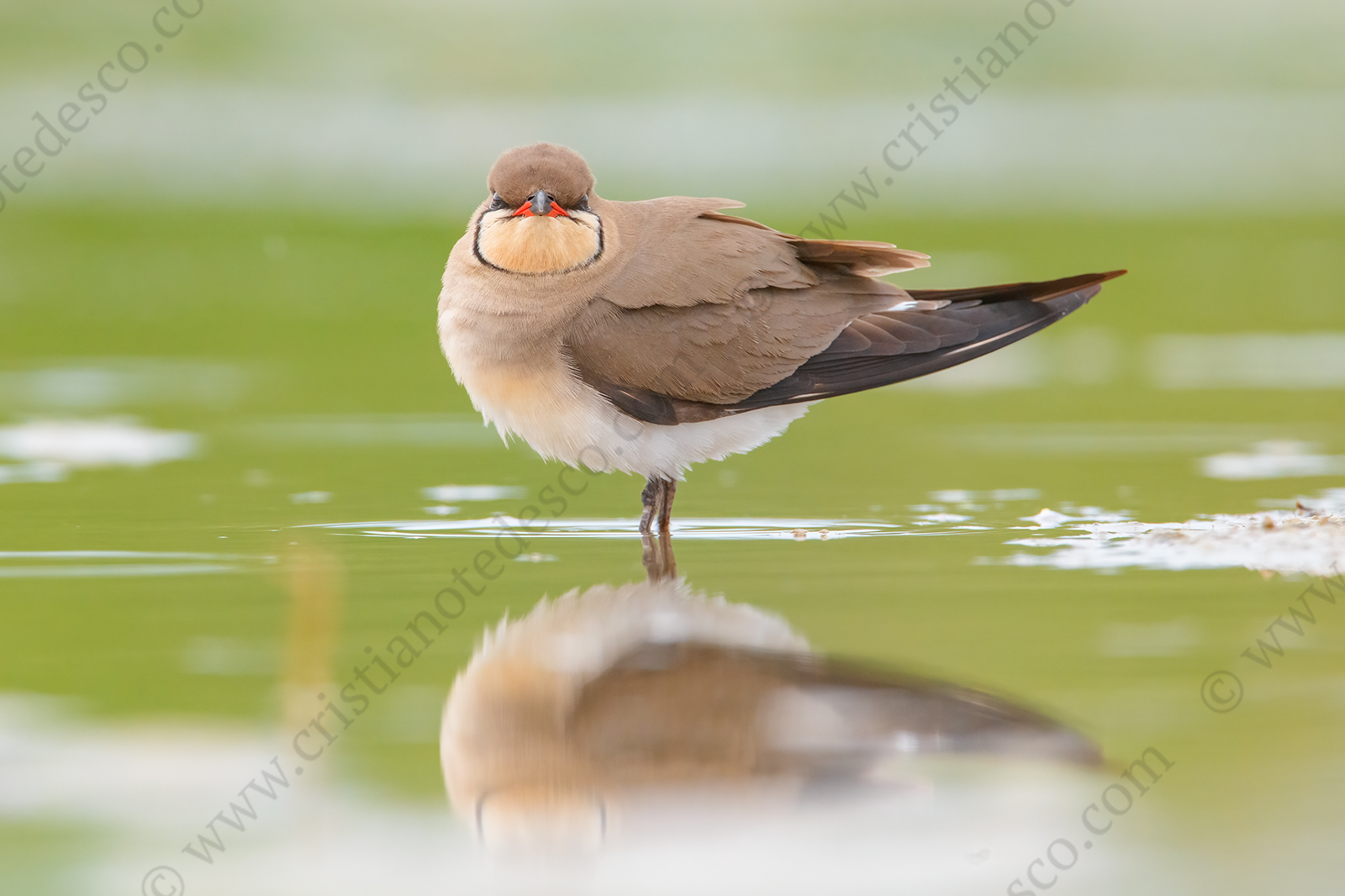 Photos of Collared Pratincole (Glareola pratincola)