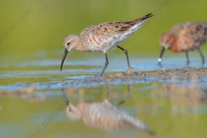 Foto di Piovanello comune (Calidris ferruginea)