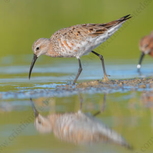 Foto di Piovanello comune (Calidris ferruginea)