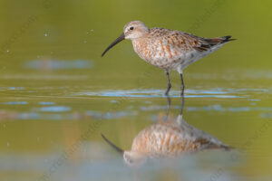 Foto di Piovanello comune (Calidris ferruginea)