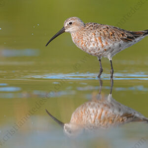 Photos of Curlew Sandpiper (Calidris ferruginea)