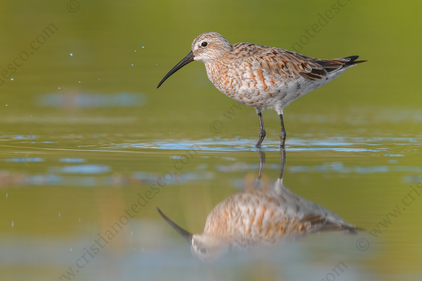 Photos of Curlew Sandpiper (Calidris ferruginea)