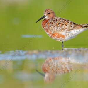 Foto di Piovanello comune (Calidris ferruginea)