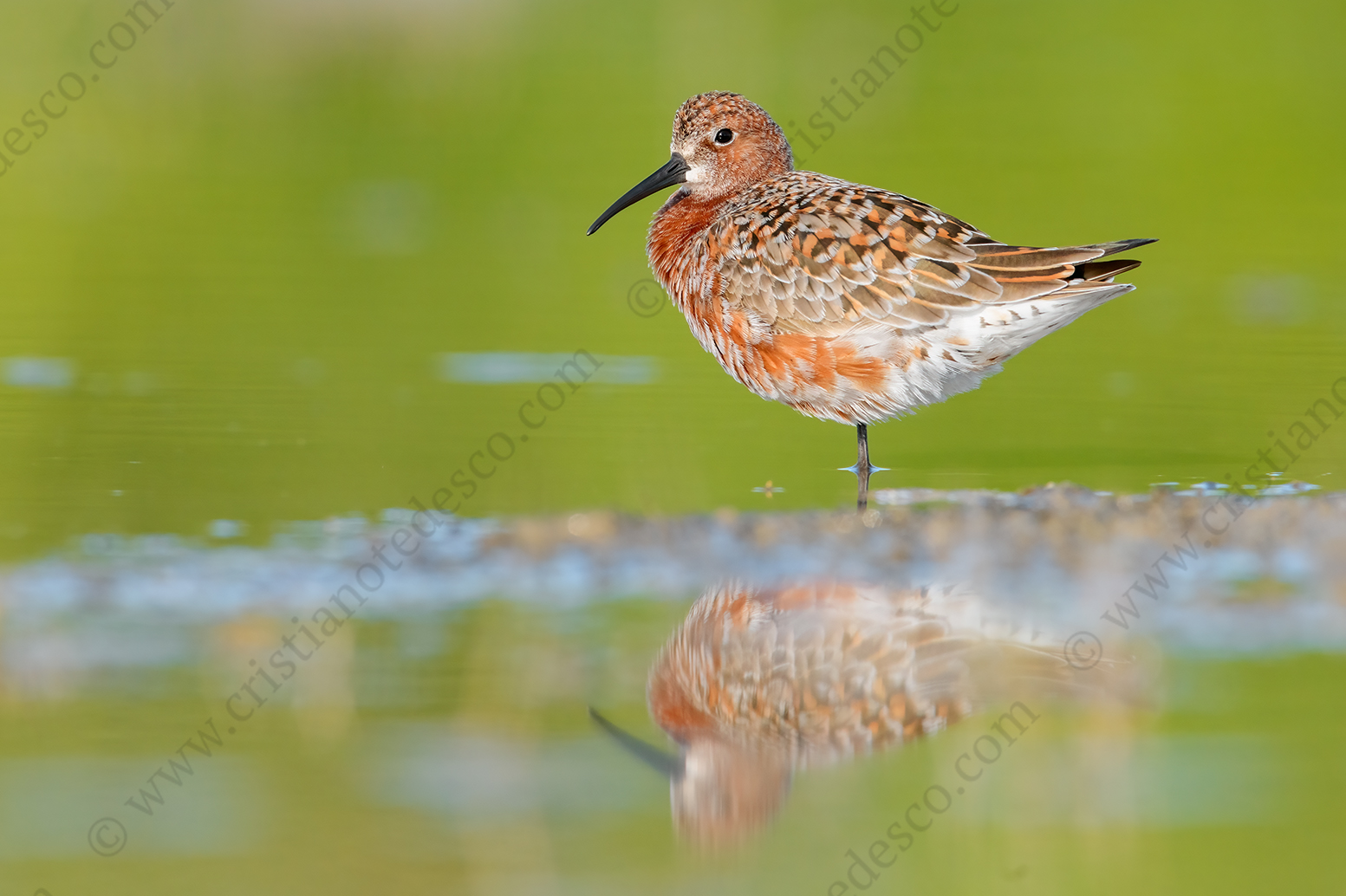 Foto di Piovanello comune (Calidris ferruginea)