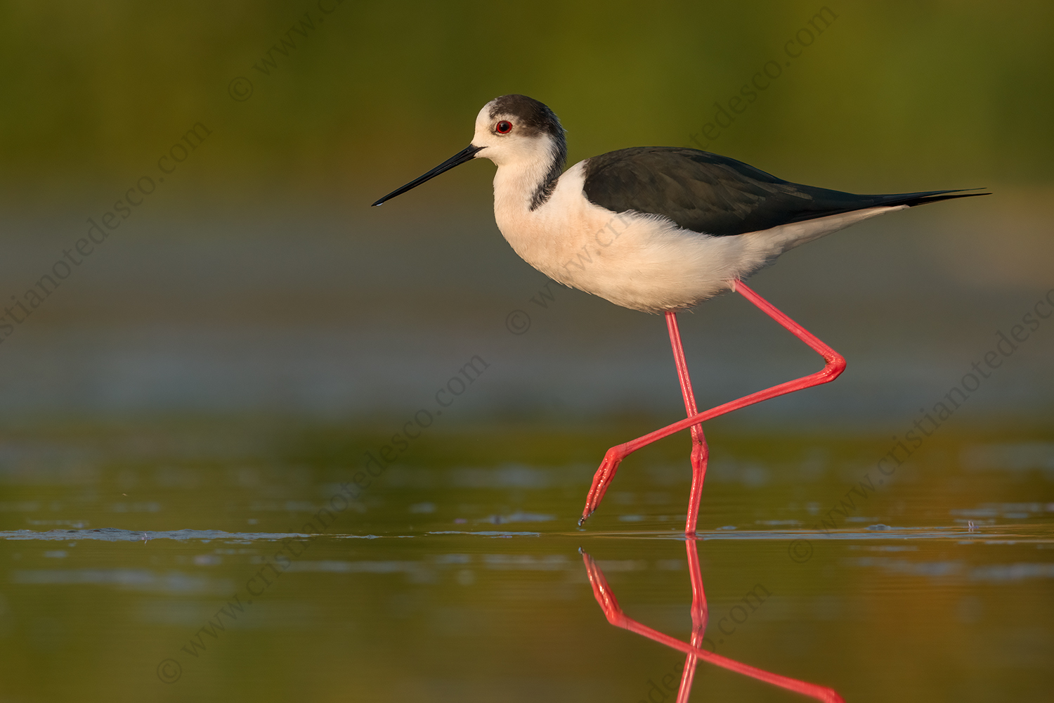 Foto di Cavaliere d'Italia (Himantopus himantopus)