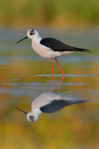 Black-winged Stilt images (Himantopus himantopus)