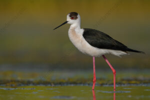 Black-winged Stilt images (Himantopus himantopus)