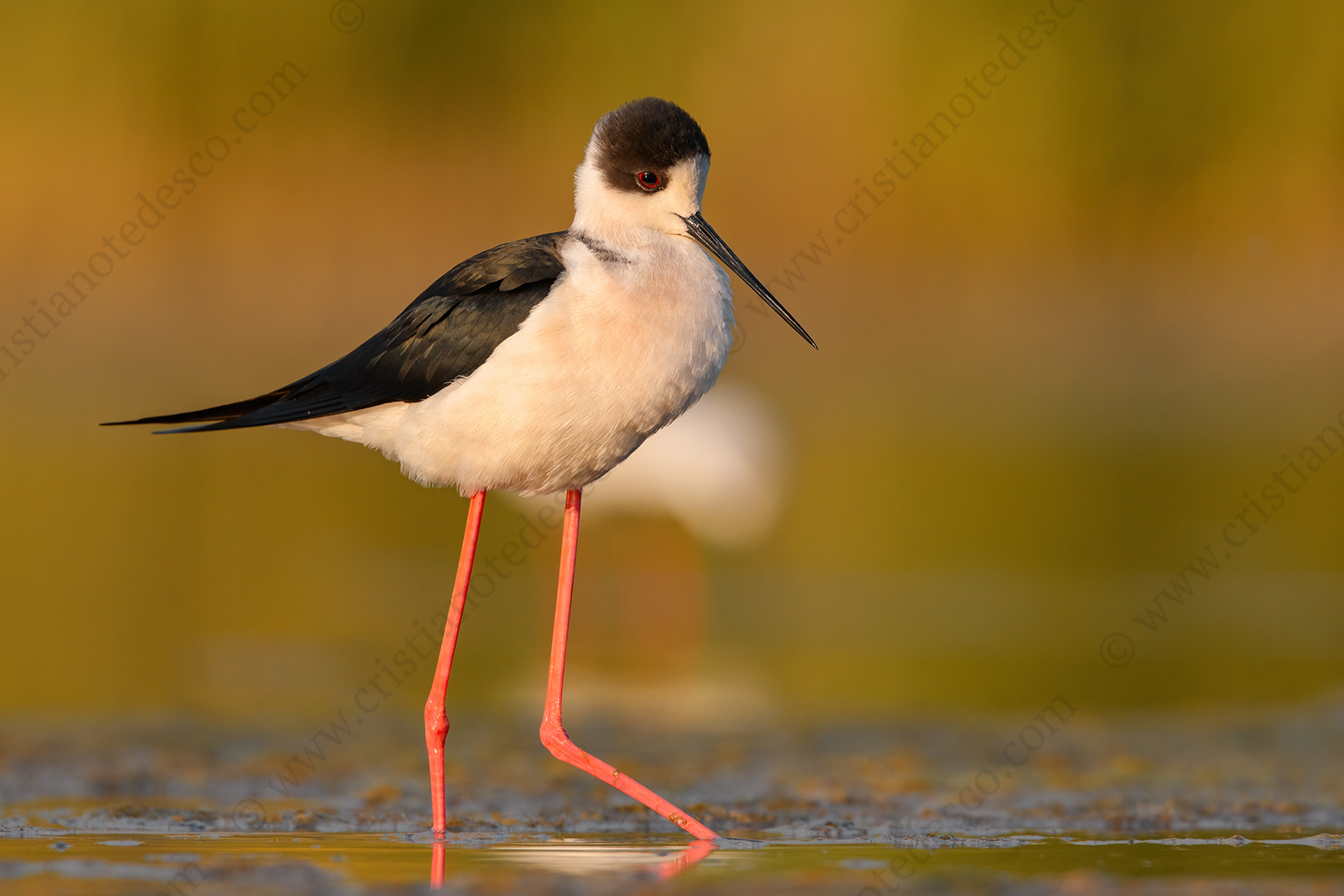 Foto di Cavaliere d'Italia (Himantopus himantopus)