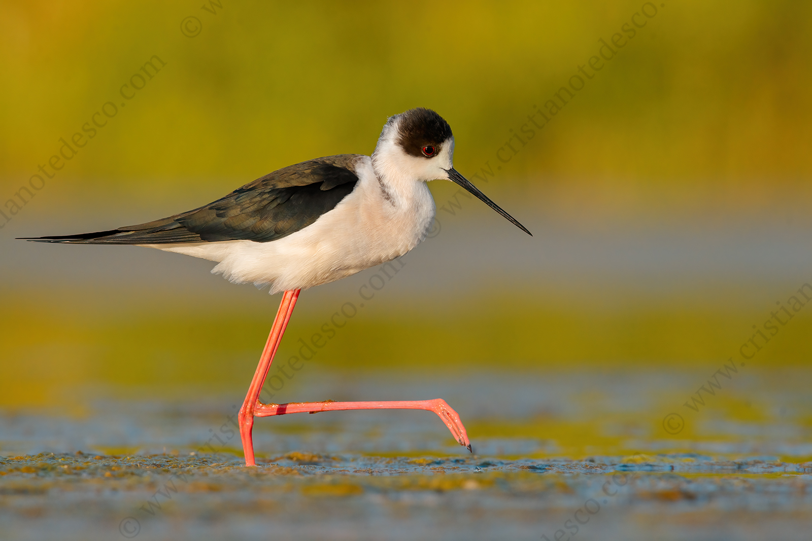 Black-winged Stilt images (Himantopus himantopus)