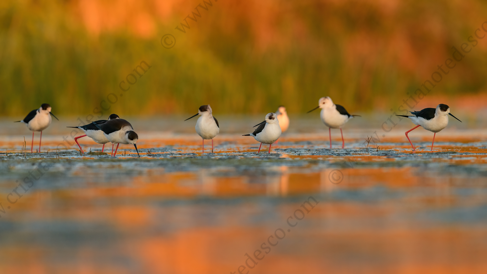 Black-winged Stilt images (Himantopus himantopus)