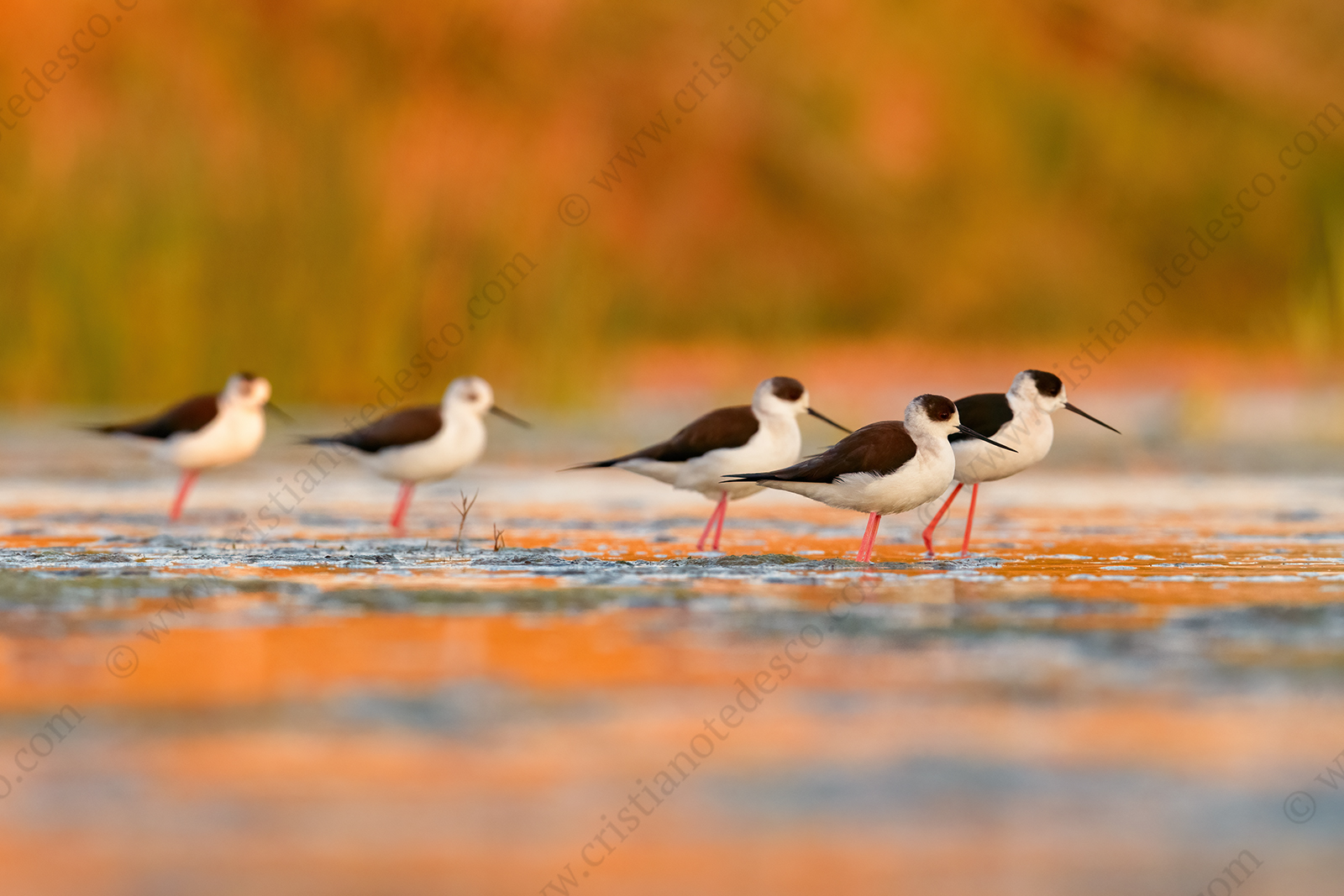 Black-winged Stilt images (Himantopus himantopus)