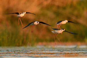 Foto di Cavaliere d'Italia (Himantopus himantopus)