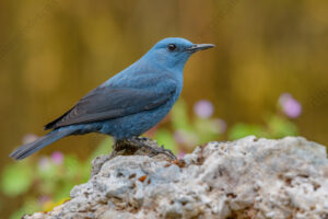 Photos of Blue Rock Thrush (Monticola solitarius)