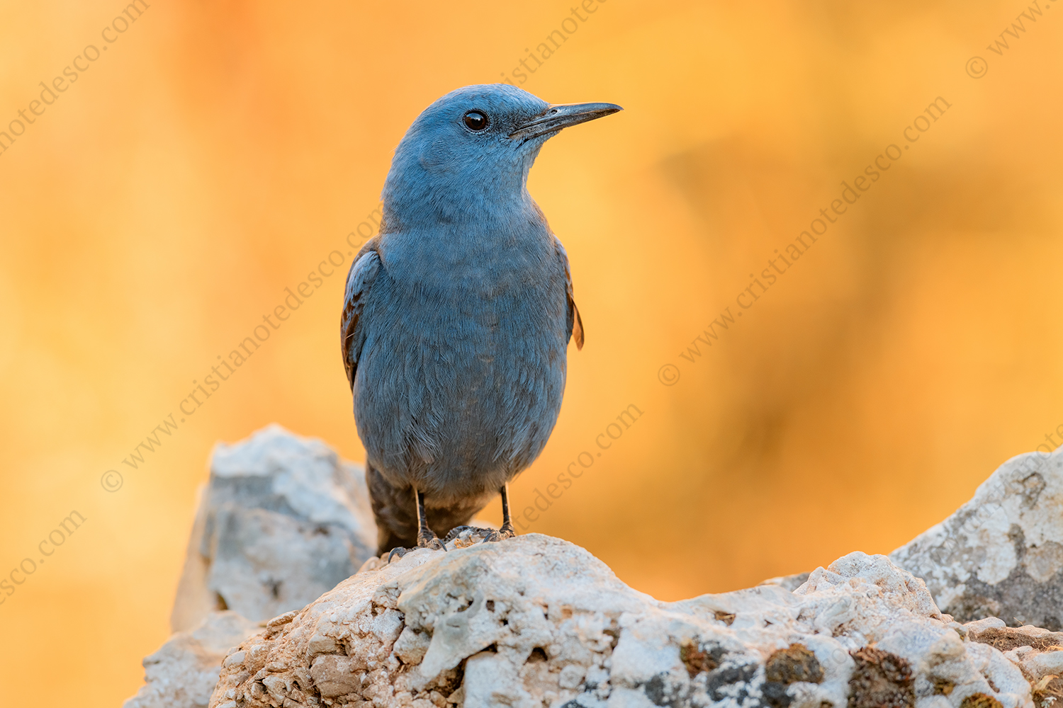 Foto di Passero Solitario (Monticola solitarius)