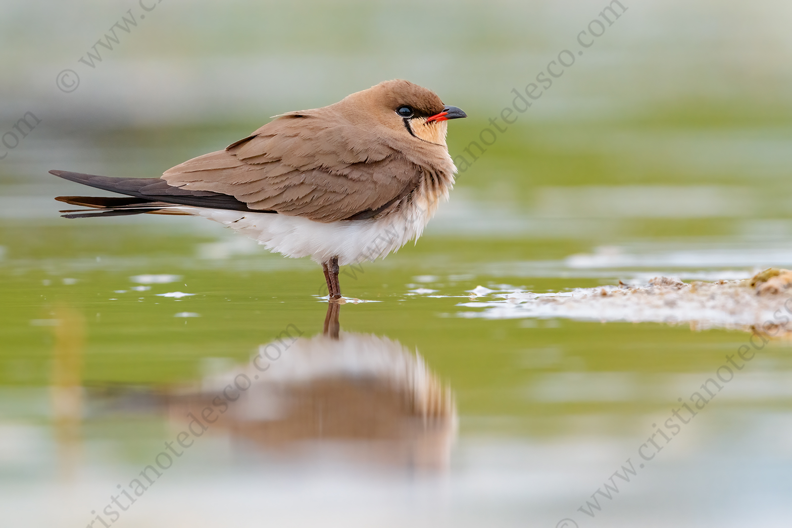 Photos of Collared Pratincole (Glareola pratincola)