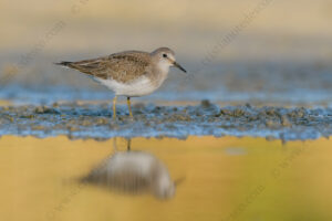 Foto di Piro piro piccolo (Actitis hypoleucos)