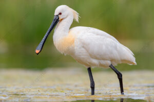 Photos of Eurasian Spoonbill (Platalea leucorodia)