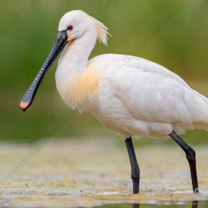 Foto di Spatola (Platalea leucorodia)