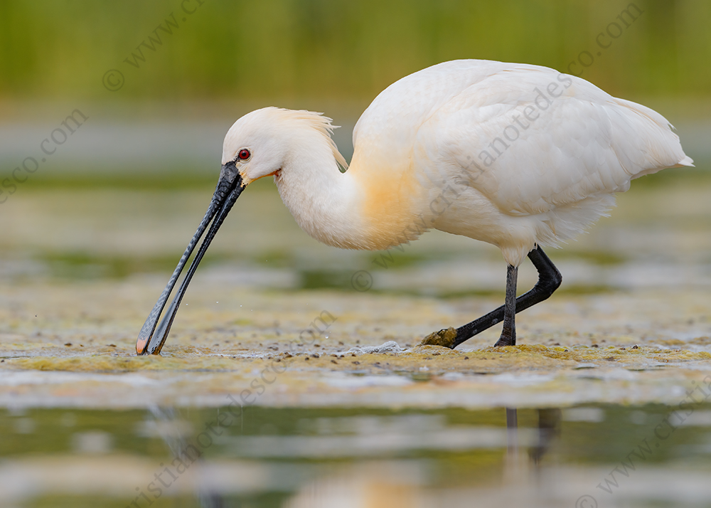 Foto di Spatola (Platalea leucorodia)